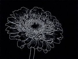 Gerbera