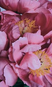 May Peonies by Studio Desert Rose