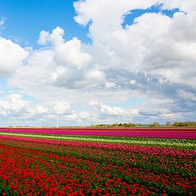 Les tulipes dans le Flevoland sur Jurgen Corts