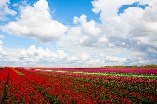 Tulpen in Flevoland
