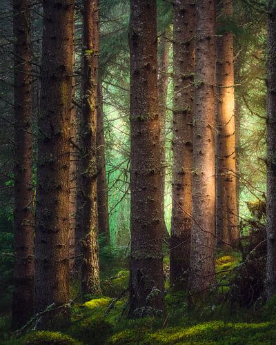 Family Gathering – Sonnenlicht im Wald