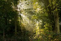 Sunlight Rays