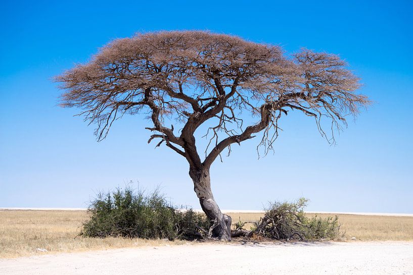 Acacia in Etosha van Leo van Maanen