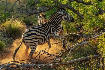 Zeebra in zonlicht en stof,