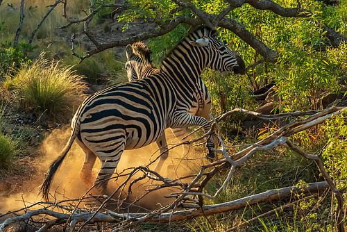 Zeebra in zonlicht en stof,