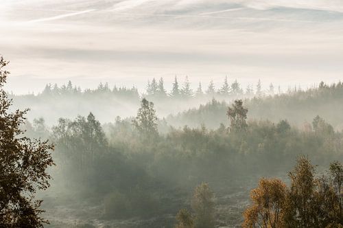 Morning mist Quintelooijen Rhenen