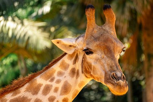 Portrait rapproché d'une girafe au zoo de Sao Paulo, au Brésil.