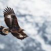 Golden eagle hovering over the Swiss Alps by Patrick van Os