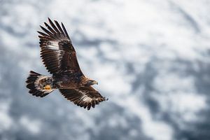 Steinadler schwebend über den Schweizer Alpen