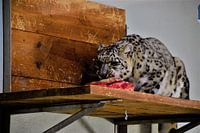 Panthera Uncia