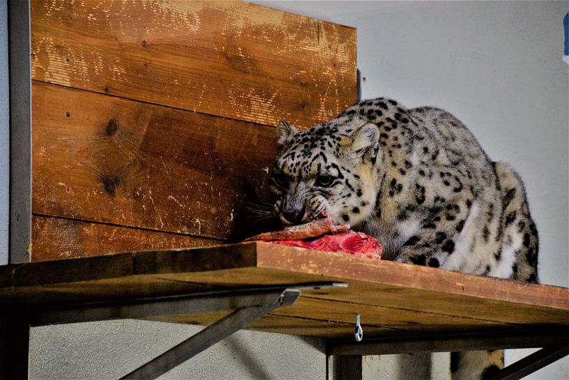 Panthera Uncia von Kimberley de Bruijn