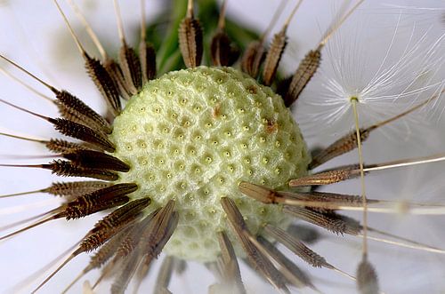 Paardenbloem II Macrofotografie