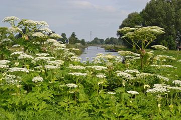 Pays-Bas, Groningen, Westerkwartier sur Bernard van Zwol