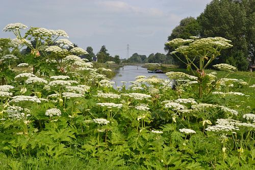 Nederland, Groningen, Westerkwartier