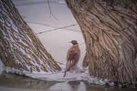 Pheasant at his post