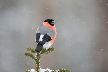 Goudvink, Pyrrhula pyrrhula van Gert Hilbink