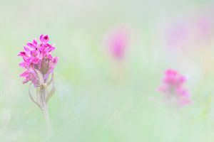 Pastellorchidee