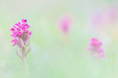 Orchidée Pastel