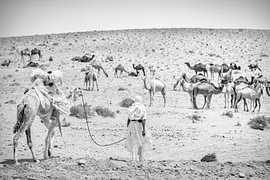 Moussem de Tantan, Marokko