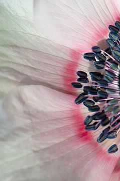 Close-up van een roze anemoon van Margot van den Berg