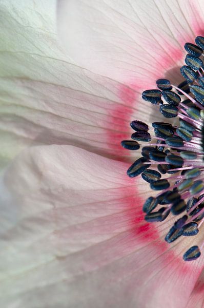 Close-up of a pink anemone by Margot van den Berg