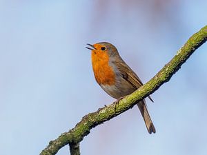 Rouge-gorge chanteur