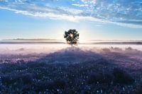 Prachtige zonsopkomst op de Gooische heide!