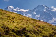 Alpenweide met Mönch en Eiger op de achtergrond van Steven Van Aerschot thumbnail