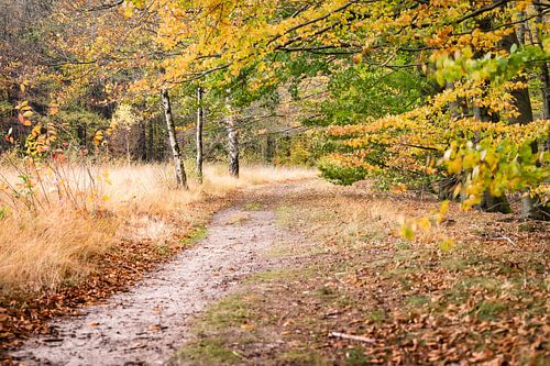 Sandy path through autumn forest in Drents landscape
