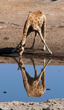Giraffe van Lieke Doorenbosch