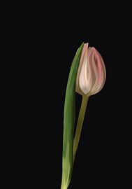 Moyze - Pink Tulip - painting by Moyze