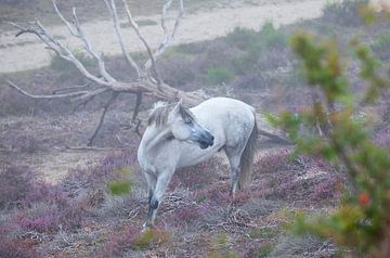 beau cheval entre la bruyère rose et le vieil arbre en été