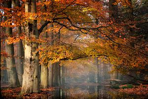 Autumn Beech Colors van Kees van Dongen