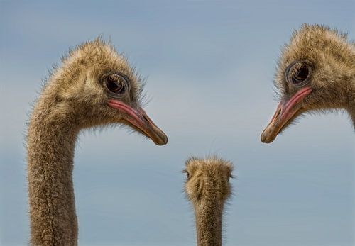 Ostriches family by Marcel van Balken