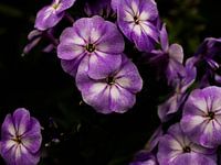 Paarse bloemen op een zwarte achtergrond