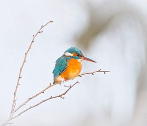 De ijsvogel