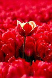 Tulips in a tulip field in Zeeland by Margot Vermeijden