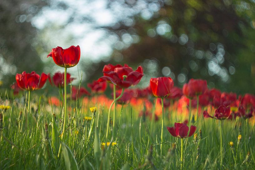 Tulips by Marianne Henstra