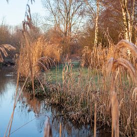 Dommel van Jasper Scheffers