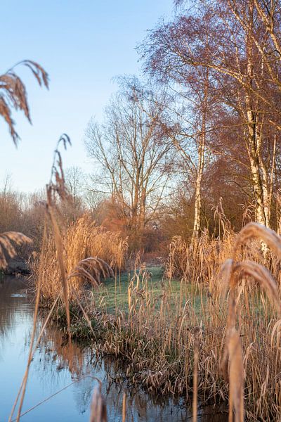 Dommel van Jasper Scheffers