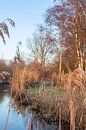 Dommel van Jasper Scheffers thumbnail