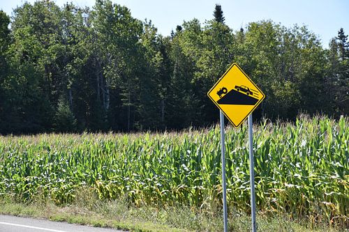 Een gebied van maïs in de zomer