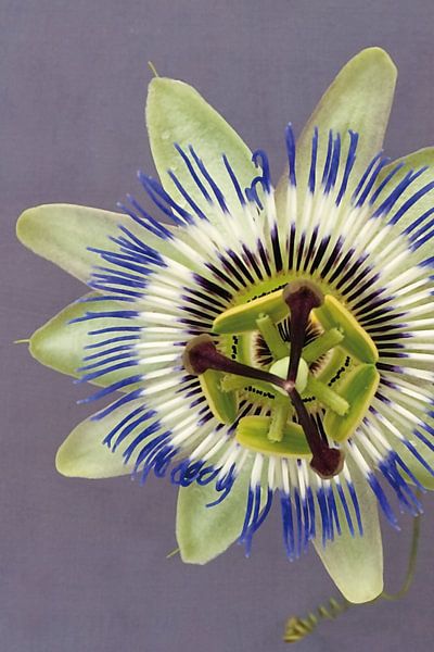 Picture of a passion flower. by Therese Brals