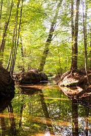 Belle forêt verte de la Veluwe avec de l'eau sur Esther Wagensveld
