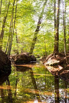 Prachtig groen bos met spiegeling in water (Veluwe) van Esther Wagensveld