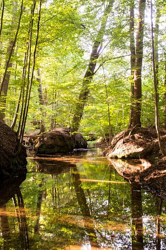 Prachtig groen bos met spiegeling in water (Veluwe)