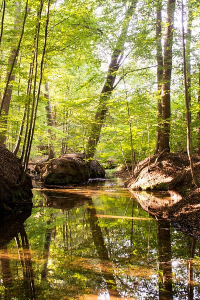 Beautiful green Veluwe forest with water by Esther Wagensveld