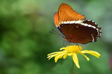 Een bruine vlinder zit op een gele bloesem van Ulrike Leone