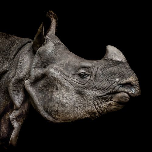 Rhinocéros (The Rock)