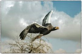 Stellerscher Weißkopfseeadler von Gijs te Pas